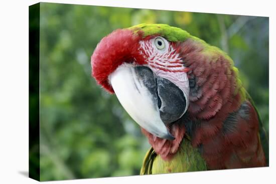 Quizacle Parrot-Karen Williams-Premier Image Canvas