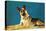 Quizzical German Shepherd-Found Image Press-Premier Image Canvas