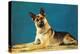 Quizzical German Shepherd-Found Image Press-Premier Image Canvas