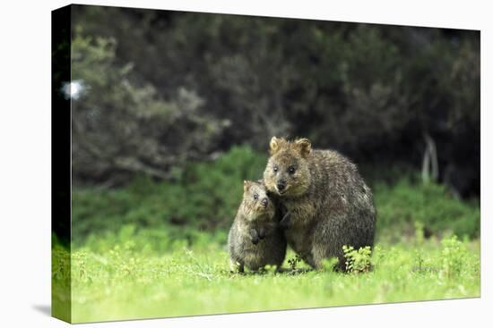 Quokka Female and Young-null-Premier Image Canvas