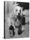 R. A. Christie's Dog Looking Rather Bored at Globetrotters Costume Party-null-Premier Image Canvas