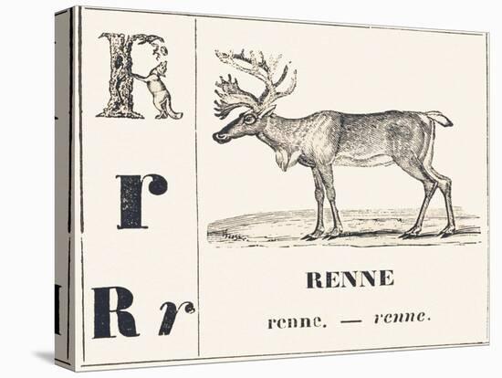 R for Reindeer, 1850 (Engraving)-Louis Simon (1810-1870) Lassalle-Premier Image Canvas