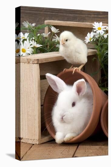 Rabbit and Chick Mini Ivory Satin Rabbit Sitting-null-Premier Image Canvas