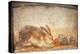 Rabbit and Figs, from the House of Stags, Herculaneum-null-Premier Image Canvas