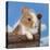 Rabbit Baby Bunny Outdoor-Richard Peterson-Premier Image Canvas