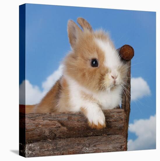 Rabbit Baby Bunny Outdoor-Richard Peterson-Premier Image Canvas