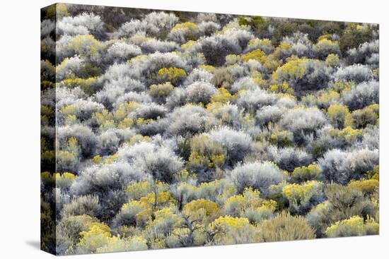 Rabbit Brush And Silver Sage Bloom In Late Season Color Along The Shores Of Mono Lake-Jay Goodrich-Premier Image Canvas