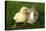 Rabbit Bunny And Duckling Are Friends-Richard Peterson-Premier Image Canvas