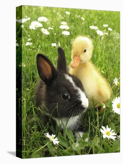 Rabbit Bunny And Duckling Best Friends-Richard Peterson-Premier Image Canvas