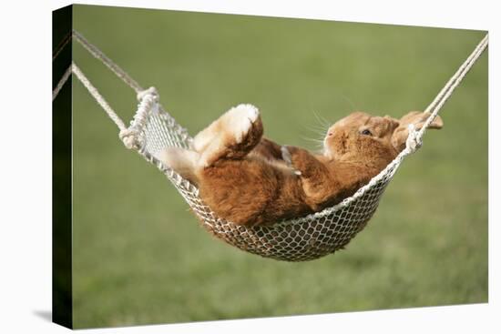 Rabbit Lying Down in a Hammock-null-Premier Image Canvas