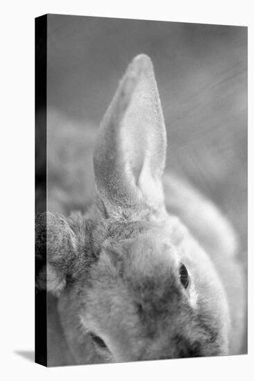 Rabbit's Ear-Henry Horenstein-Premier Image Canvas