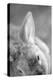 Rabbit's Ear-Henry Horenstein-Premier Image Canvas