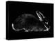 Rabbit-Geraldine Aikman-Premier Image Canvas