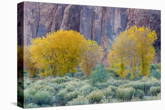 Rabbitbrush Outside of Moab, Utah-Howie Garber-Premier Image Canvas