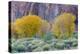 Rabbitbrush Outside of Moab, Utah-Howie Garber-Premier Image Canvas