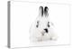 Rabbits 012-Andrea Mascitti-Premier Image Canvas