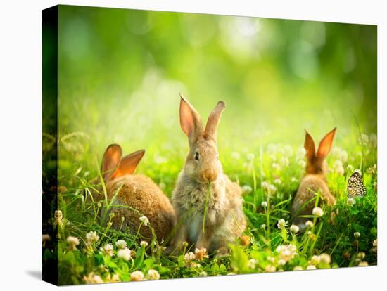 Rabbits-Subbotina Anna-Premier Image Canvas