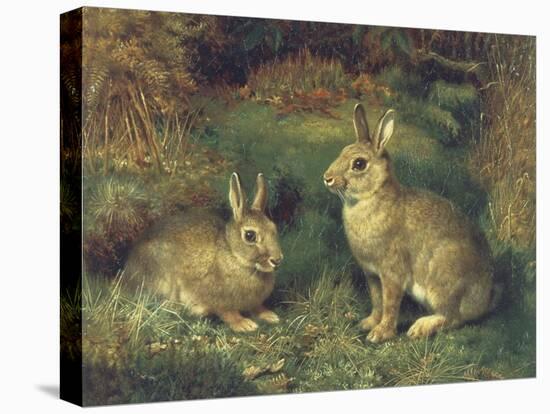 Rabbits-Henry Carter-Premier Image Canvas