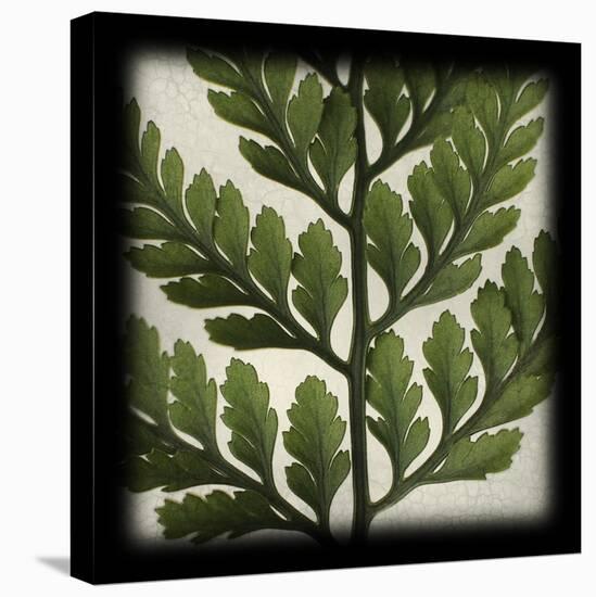 Rabbitsfoot Fern-June Hunter-Stretched Canvas