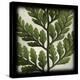 Rabbitsfoot Fern-June Hunter-Stretched Canvas