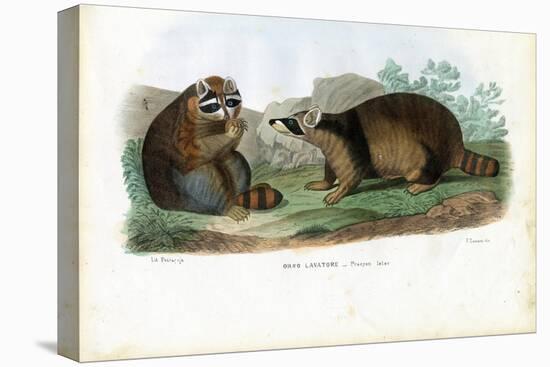 Raccoon, 1863-79-Raimundo Petraroja-Premier Image Canvas