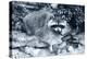 Raccoon 2-Gordon Semmens-Premier Image Canvas