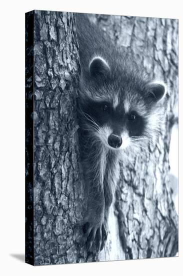 Raccoon 3-Gordon Semmens-Premier Image Canvas