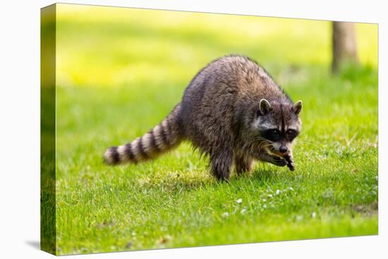 Raccoon at Stanley Park, Vancouver, British Columbia-Ivan_Yim-Premier Image Canvas