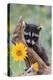 Raccoon Baby-null-Premier Image Canvas