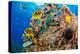 Raccoon butterflyfish, Saddle wrasse and Sea urchin on reef-David Fleetham-Premier Image Canvas