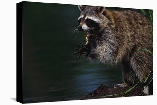 Raccoon Eating a Leopard Frog-W. Perry Conway-Premier Image Canvas