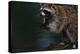 Raccoon Eating a Leopard Frog-W. Perry Conway-Premier Image Canvas