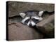 Raccoon Inbetween Rocks-null-Premier Image Canvas