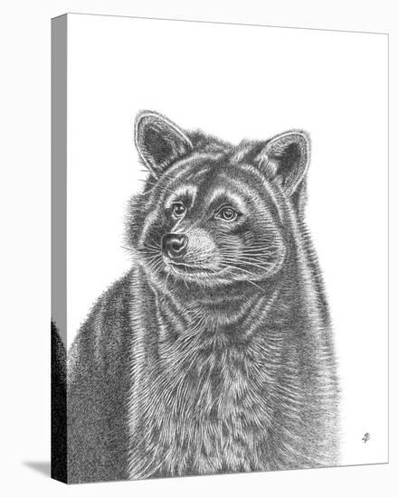 Raccoon Portrait-Lucy Francis-Stretched Canvas