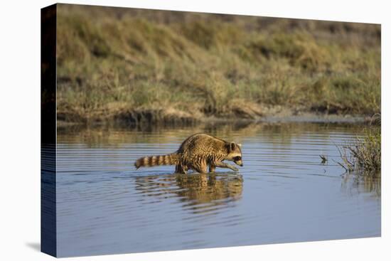 Raccoon (Procyon lotor) adult feeding.-Larry Ditto-Premier Image Canvas