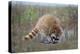 Raccoon (Procyon lotor) adult feeding.-Larry Ditto-Premier Image Canvas