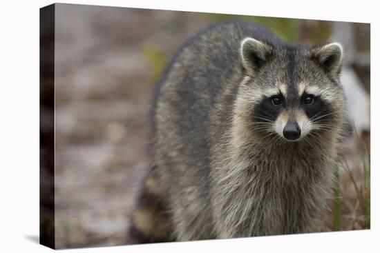 Raccoon, Procyon Lotor, Florida, Usa-Maresa Pryor-Premier Image Canvas