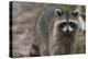 Raccoon, Procyon Lotor, Florida, Usa-Maresa Pryor-Premier Image Canvas