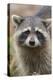 Raccoon, Procyon Lotor, Florida, Usa-Maresa Pryor-Premier Image Canvas