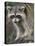 Raccoon, Procyon Lotor, Florida, USA-Maresa Pryor-Premier Image Canvas