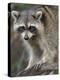 Raccoon, Procyon Lotor, Florida, USA-Maresa Pryor-Premier Image Canvas