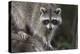 Raccoon, Procyon Lotor, Florida, USA-Maresa Pryor-Premier Image Canvas