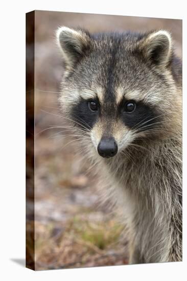 Raccoon, Procyon Lotor, Florida, USA-Maresa Pryor-Premier Image Canvas