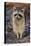 Raccoon, Procyon Lotor, Florida, USA-Maresa Pryor-Premier Image Canvas