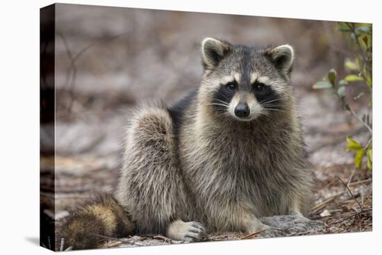 Raccoon, Procyon Lotor, Florida, USA-Maresa Pryor-Premier Image Canvas