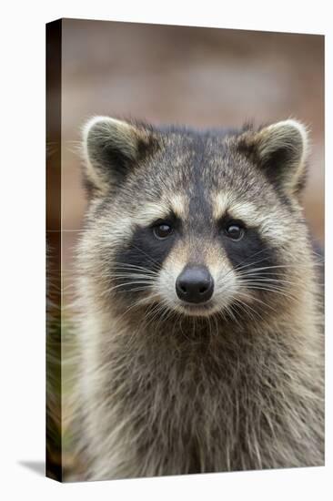 Raccoon, Procyon Lotor, Florida, USA-Maresa Pryor-Premier Image Canvas