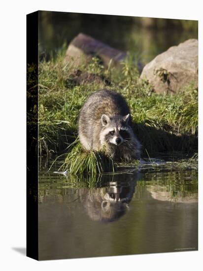Raccoon (Racoon) (Procyon Lotor) at Waters Edge with Reflection, in Captivity, Minnesota, USA-James Hager-Premier Image Canvas