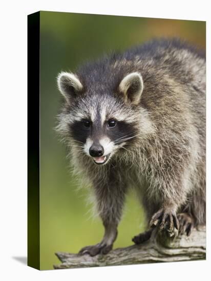 Raccoon (Racoon) (Procyon Lotor), in Captivity, Minnesota Wildlife Connection, Minnesota, USA-James Hager-Premier Image Canvas