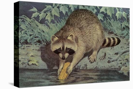 Raccoon Washing Corn-null-Stretched Canvas