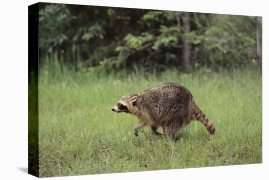 Raccoon-DLILLC-Premier Image Canvas